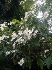 Montanoa bipinnatifida