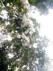 Montanoa bipinnatifida