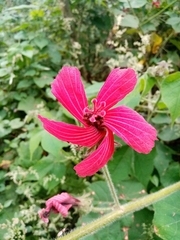 Hibiscus uncinellus