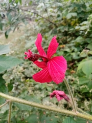 Hibiscus uncinellus