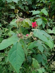 Hibiscus uncinellus