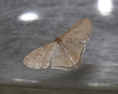 Lophophleps triangularis