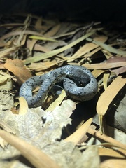 Pareas margaritophorus