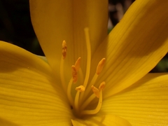 Sternbergia lutea