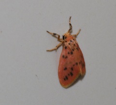 Miltochrista arcuata
