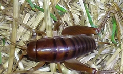 Ceuthophilus hesperus