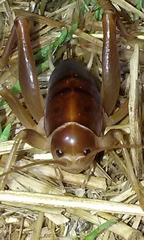 Ceuthophilus hesperus