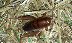 Ceuthophilus hesperus