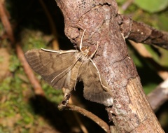 Omiodes pernitescens