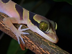 Cyrtodactylus pulchellus