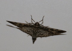 Rhimphaliodes macrostigma