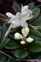 Rhododendron aureum aureum