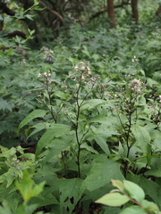 Parasenecio maximowiczianus