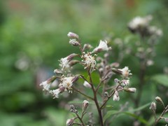 Parasenecio maximowiczianus