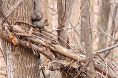 Sciurus vulgaris orientis