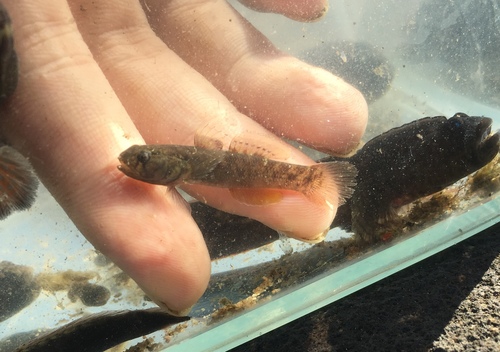Stigmate mangrove goby (Mugilogobius stigmaticus) — Gobiidae — 2