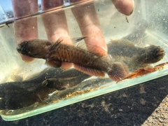 Cryptocentroides gobioides