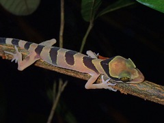 Cyrtodactylus pulchellus