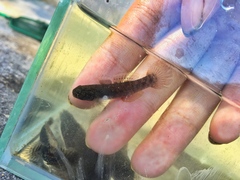 Mugilogobius stigmaticus