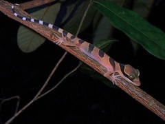 Cyrtodactylus pulchellus