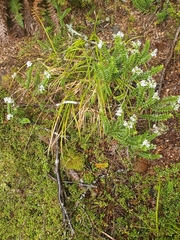 Veronica canterburiensis