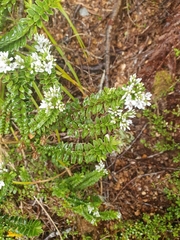 Veronica canterburiensis