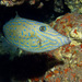 Scrawled Filefish - Photo (c) 104623964081378888743, some rights reserved (CC BY-NC), uploaded by David R