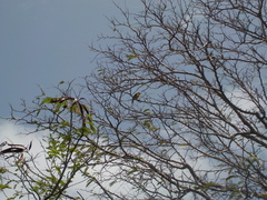 Coereba flaveola bartholemica