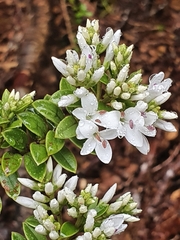 Veronica canterburiensis
