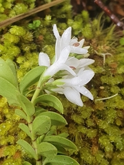 Veronica canterburiensis