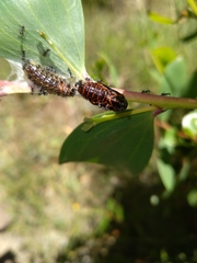 Jalmenus evagoras