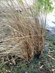 Carex buchananii