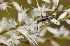 Navomorpha sulcata