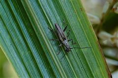 Navomorpha sulcata