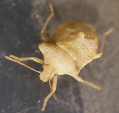 Kalkadoona pallida