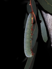 Hylaeora eucalypti