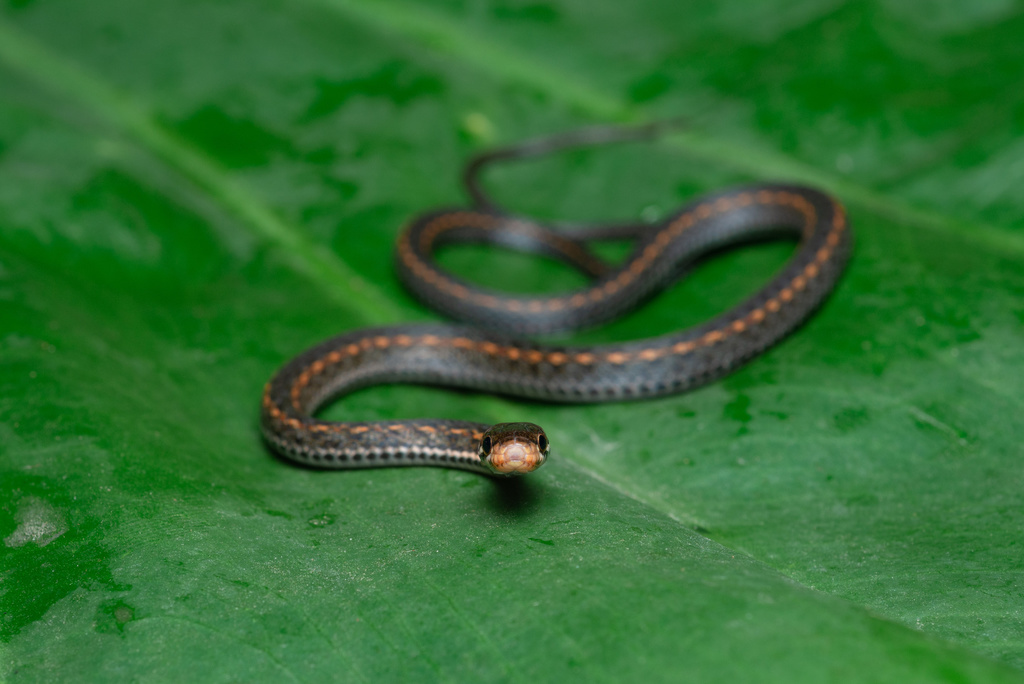 Boulenger's Keelback