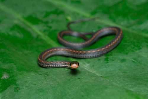 Boulenger’s keelback, Hebius boulengeri