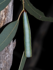 Hylaeora eucalypti