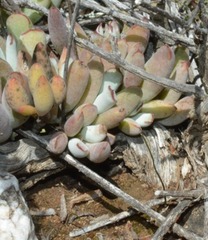 Cotyledon papillaris