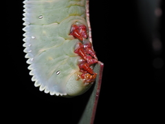 Hylaeora eucalypti