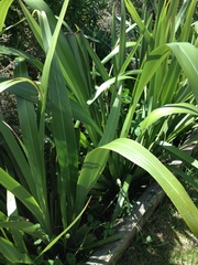 Phormium cookianum