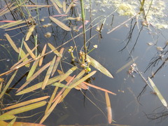 Sagittaria natans
