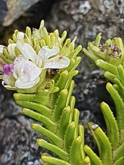 Veronica hookeri