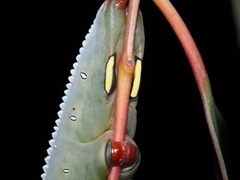 Hylaeora eucalypti