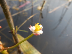 Sagittaria natans