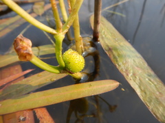 Sagittaria natans