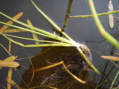 Sagittaria natans