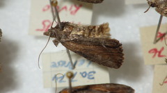 Bryophilinae