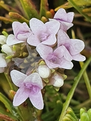 Veronica hookeri